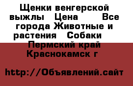 Щенки венгерской выжлы › Цена ­ 1 - Все города Животные и растения » Собаки   . Пермский край,Краснокамск г.